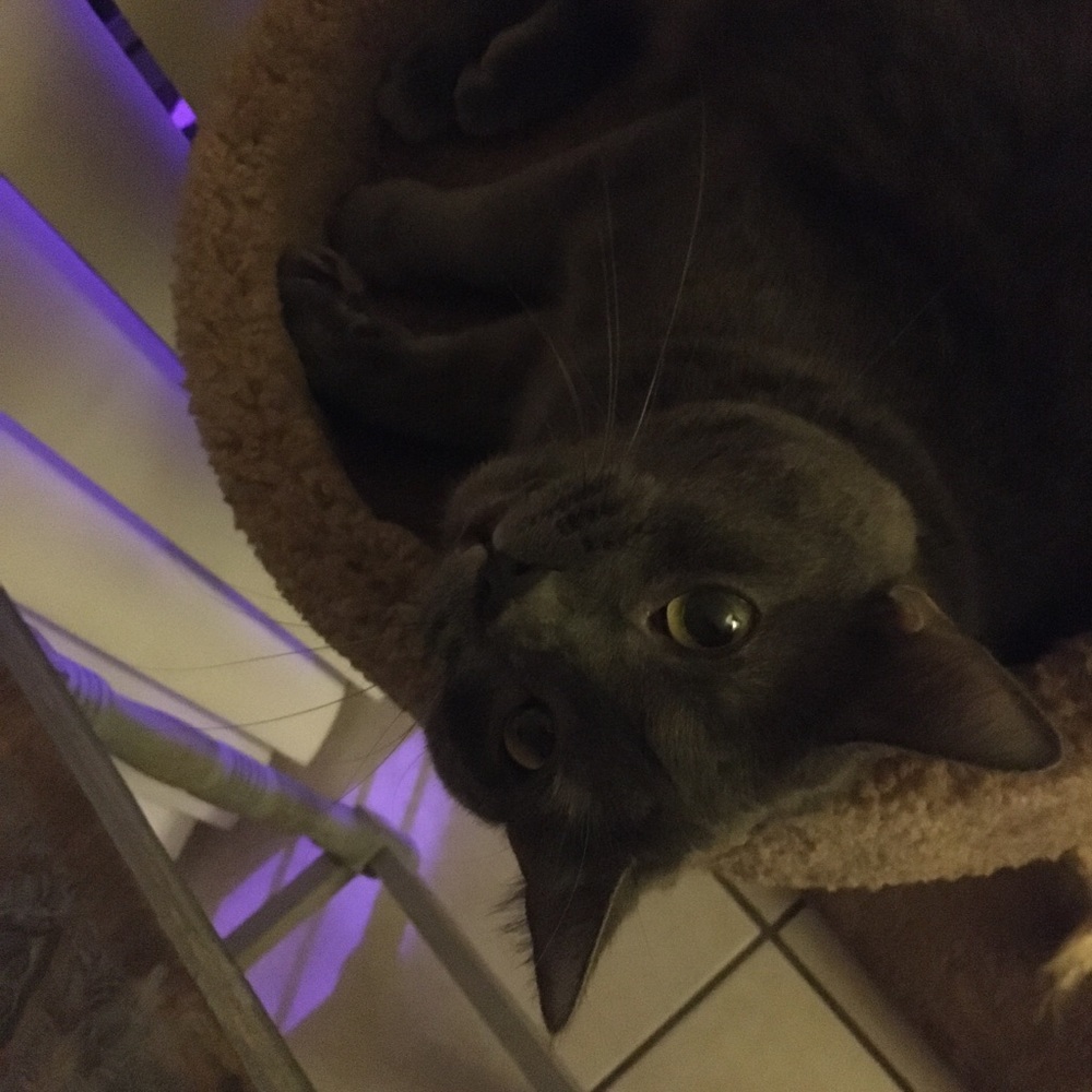 Meet your Posher, Traci